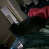 richray4300